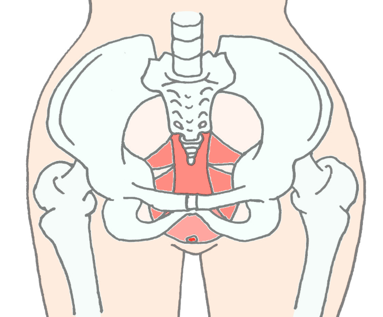 初体験前に骨盤底筋をリラックスさせるイメージ